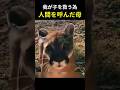 我が子を救うため、人間を呼びに来た母ライオン #母ライオン #動物の感動話 #奇跡