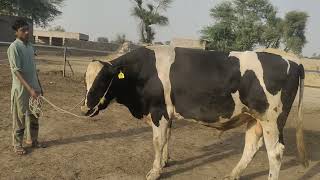 Big bull breeding cow milk!Big bull breed!largest bull breeding!Horse breeding big bullBig longhor!