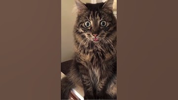 CONFUSED CAT!!! #SHORTS