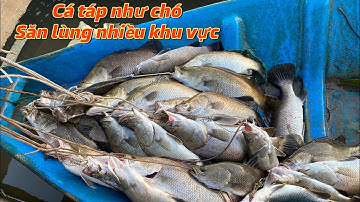 Thử nguyên ngày câu lure cá chẽm đầm thiên nhiên với combo mồi mềm và cần mekong PRAWN x FISH