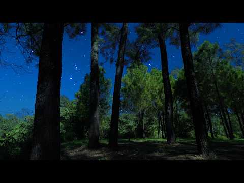 Crickets & Owl Under the Starry Night | Breezy Autumn Ambience for Sleep & Relaxation
