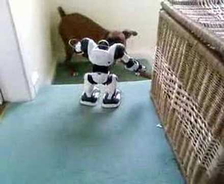 DOG Vs ROBOT - YouTube