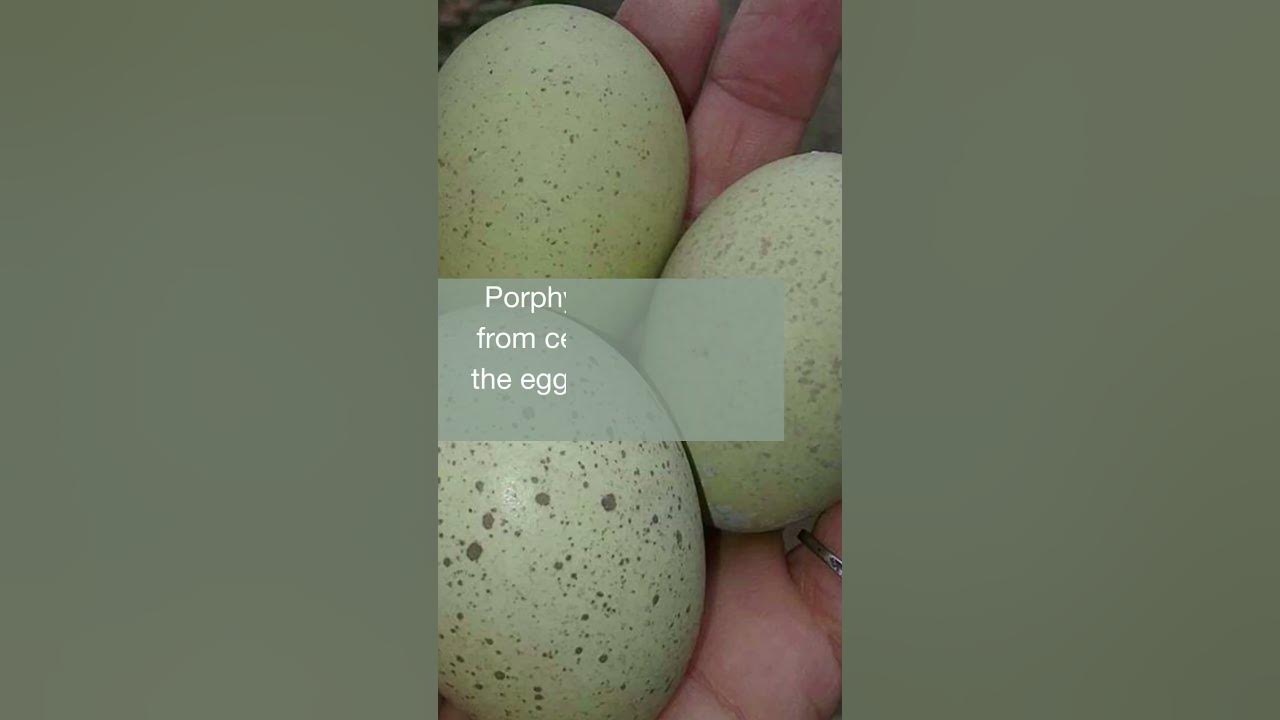 Why Do Eggs Turn Green