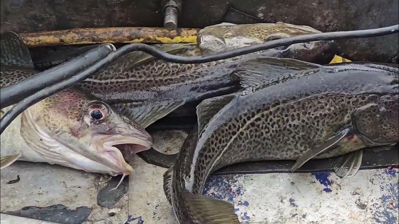 ТРЕСКА С СЕКРЕТНЫХ ТОЧЕК БАЛТИКИ - YouTube