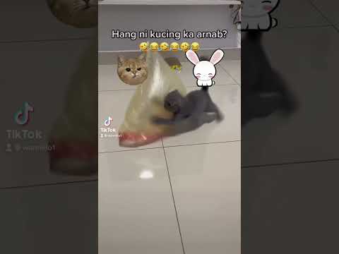 Video: Cara Membersihkan Kandang Gerbil: 13 Langkah (dengan Gambar)