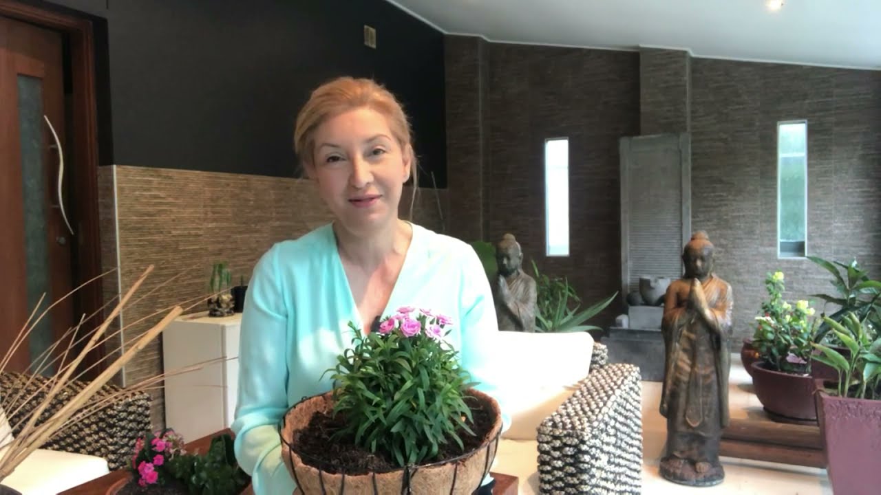 KARANFİL BAKIMI NASIL OLUR!