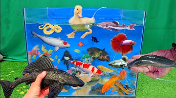 Video tổng hợp cá cảnh đẹp, vịt, vịt con, cá koi, cá trê, cá tai tượng, cá sặc