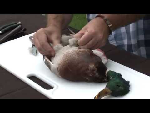 How to Clean a Duck
