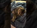 Cute Boy George Relaxing Beside Mama 🐾