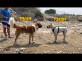 INCREIBLE encuentro San Bernardo, Presa canario, Dogo argentino, rottweiler, ❌perros poderosos