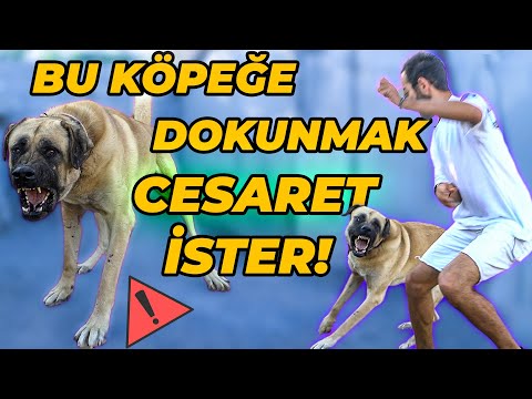 Video: Köpeğimin Diş Kırığı Var - Ne Yapmalıyım?