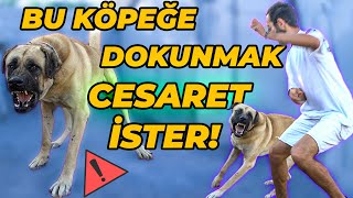 Buna Ki̇mse Dokunamaz Deni̇len Köpeği̇n Yanina Gi̇tti̇k - Köpekten Çıkan Sese İnanamayacaksınız