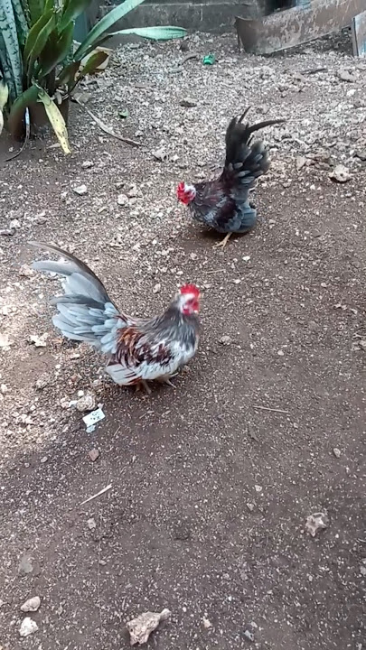 Ayam Kate Bertarung  #ayam #animals  #ayamhias #ayamserama #chicken #shorts