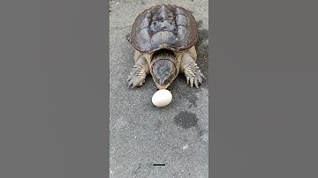 Caught by a Turtle? Do This, Not That! #facts #shortfeed #trending #shorts