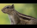 Watch this video:Cat TV to watch extravagance for dogs;1hour fun video cats for squirrels and bird