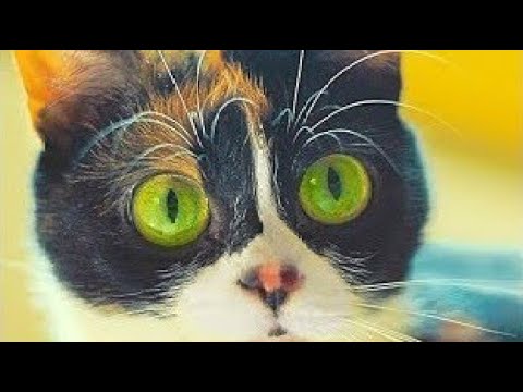 Кот куки