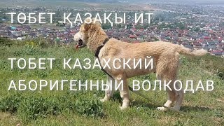 Тобет Қазақы Төбет ит (Казахский аборигенный волкодав nomad dogs)