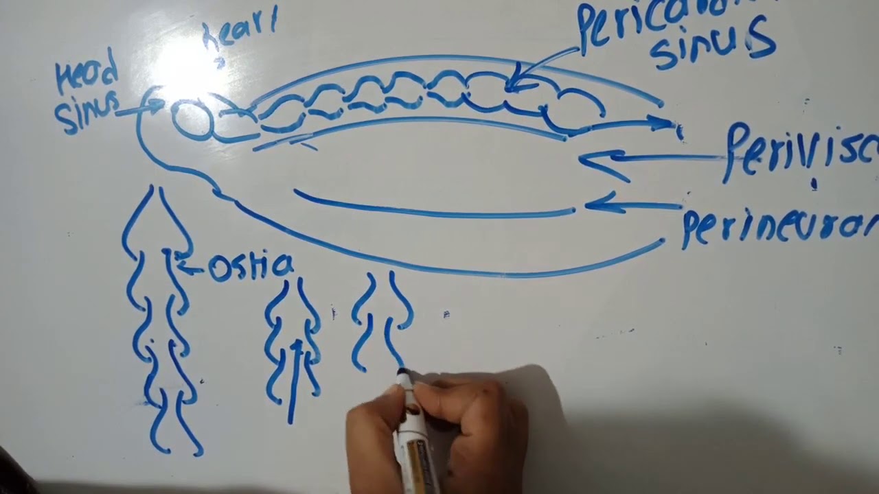 open and closed circulatory system - YouTube