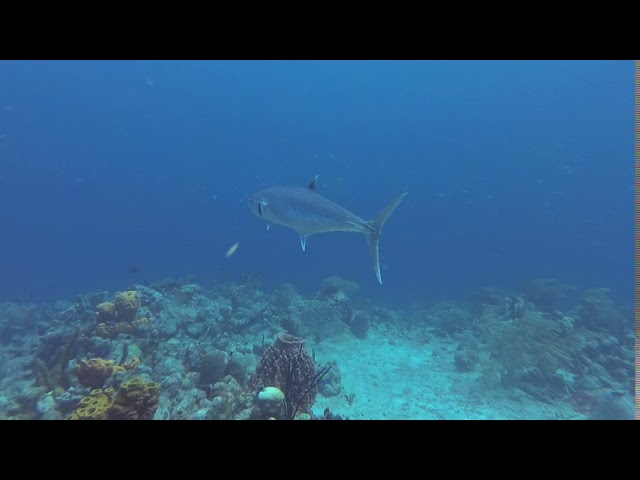 Plongée dans la réserve Cousteau à Malendure by Nomad Diver avec PPK