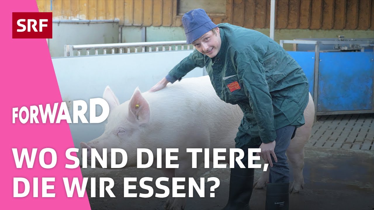 Nutztierhaltung in der Schweiz: Wo sind die Tiere, die wir essen? | Erklärt | Forward | Impact | SRF