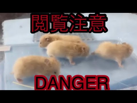 【閲覧注意】鰐　餌やり　🐹ワニにハムスターをあげる　caiman feed someone a hamster ブラジルカイマン ゴールデンハムスター　햄스터