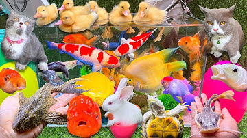 Bắt Con Cá Dọn Bể, Con Cá Vàng, Cá Chép, Cá Koi, Con Rùa, Cá Bảy Màu, Cá Trê Bự