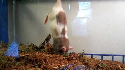 male borneo short tail python eating