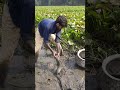 Traditional Hand Fishing   Village Boy Is Catching Catfish  Removes Water Hyacinth Part 111#shorts