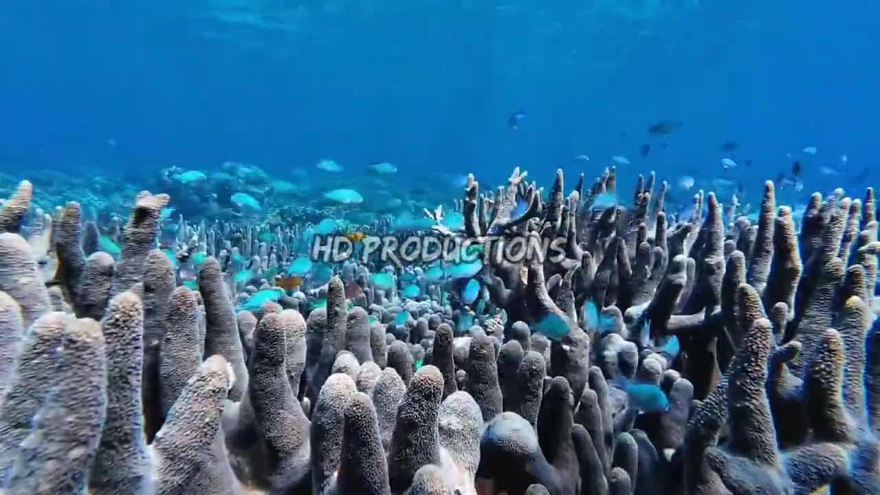 Красота коралловых рифов в морях Индонезии 5 #asmr #relaxing #beauty #coralreef #indonesia #sea