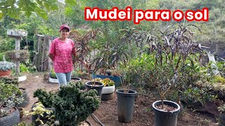 PREPARING FOR WINTER | PUTTING THE CROTONS IN THE SUN PREPARING FOR WINTER | PUTTING THE CROTONS IN THE SUN