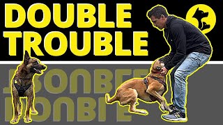 2 Reckless, Nutty Dogs in 1 House...Coincidence? See the Problem and Learn the solution.