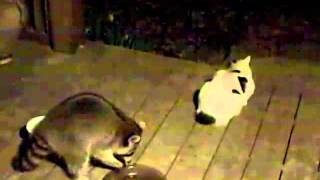 Cats versus Raccoons