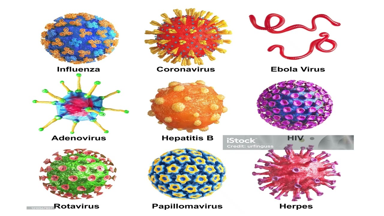 CLASSIFICATION & TYPES OF MICROORGANISM