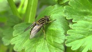 Helophilus pendulus Hoverfly grooming at Afton Marsh, IOW
