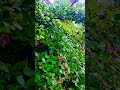 Soothing Rain and Thunderstorm ASMR ⛈️ Relaxing Nature Sounds