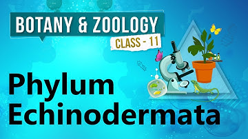 Phylum Echinodermata - Kingdom Animalia - Biology Class 11