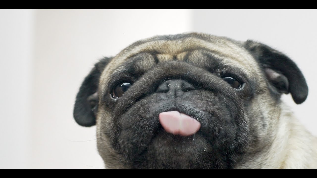 Droll Pug Licking Screen Wallpaper l2sanpiero