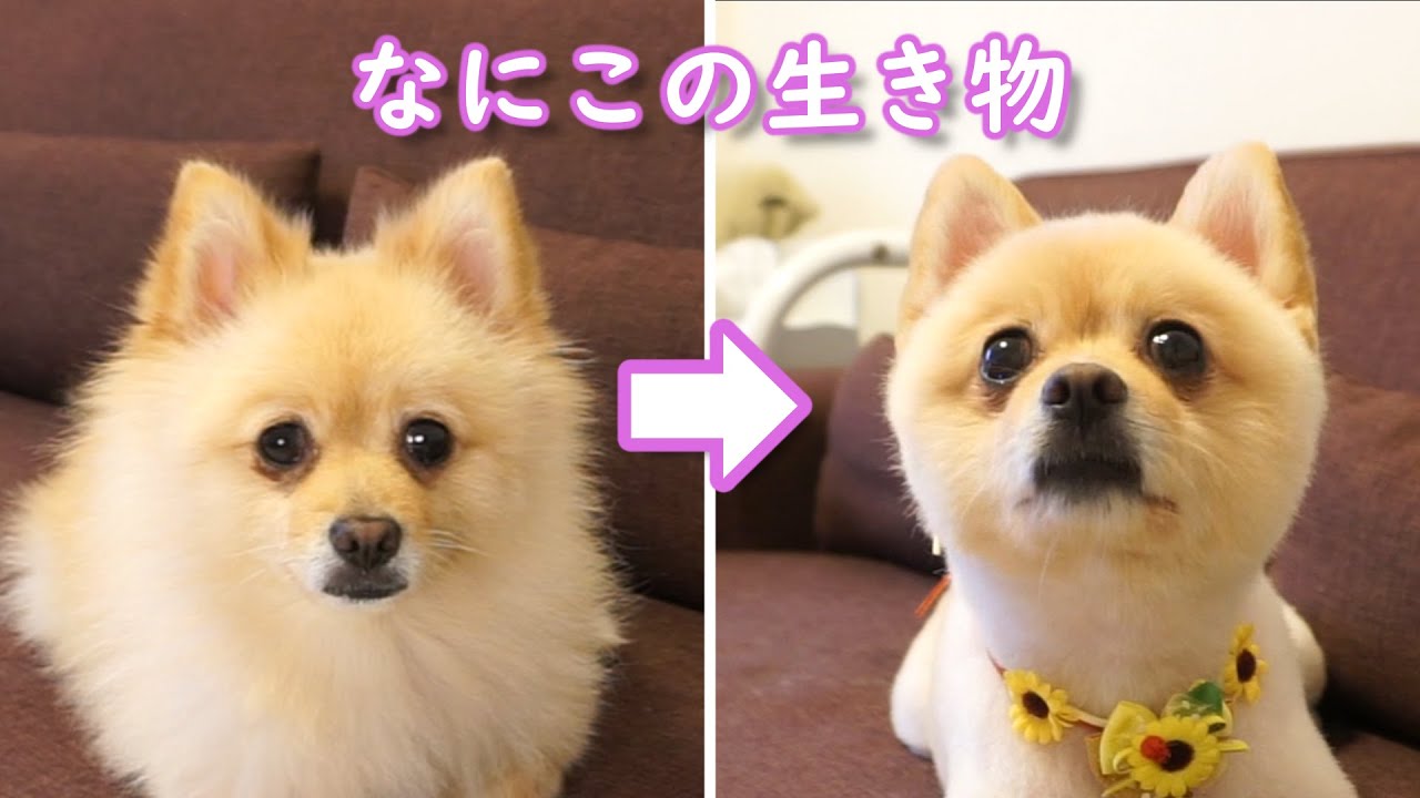 ポメラニアンの柴犬カットが可愛すぎて にやにやが止まらない 笑 Youtube