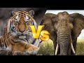 Tiger Vs Elephant/పులి Vs ఏనుగు/The Telugu Explorer