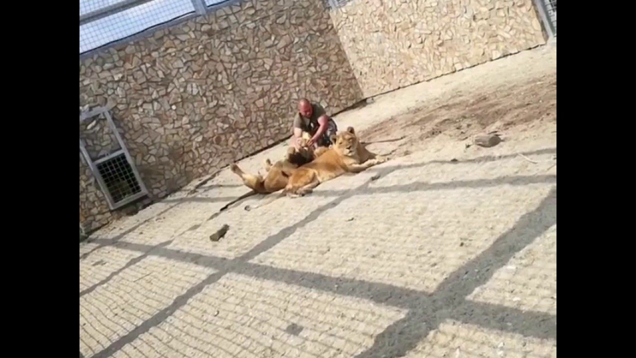 malkia park cena Lazy Lions love belly rub / MALKIA PARK Big Cats Rescue