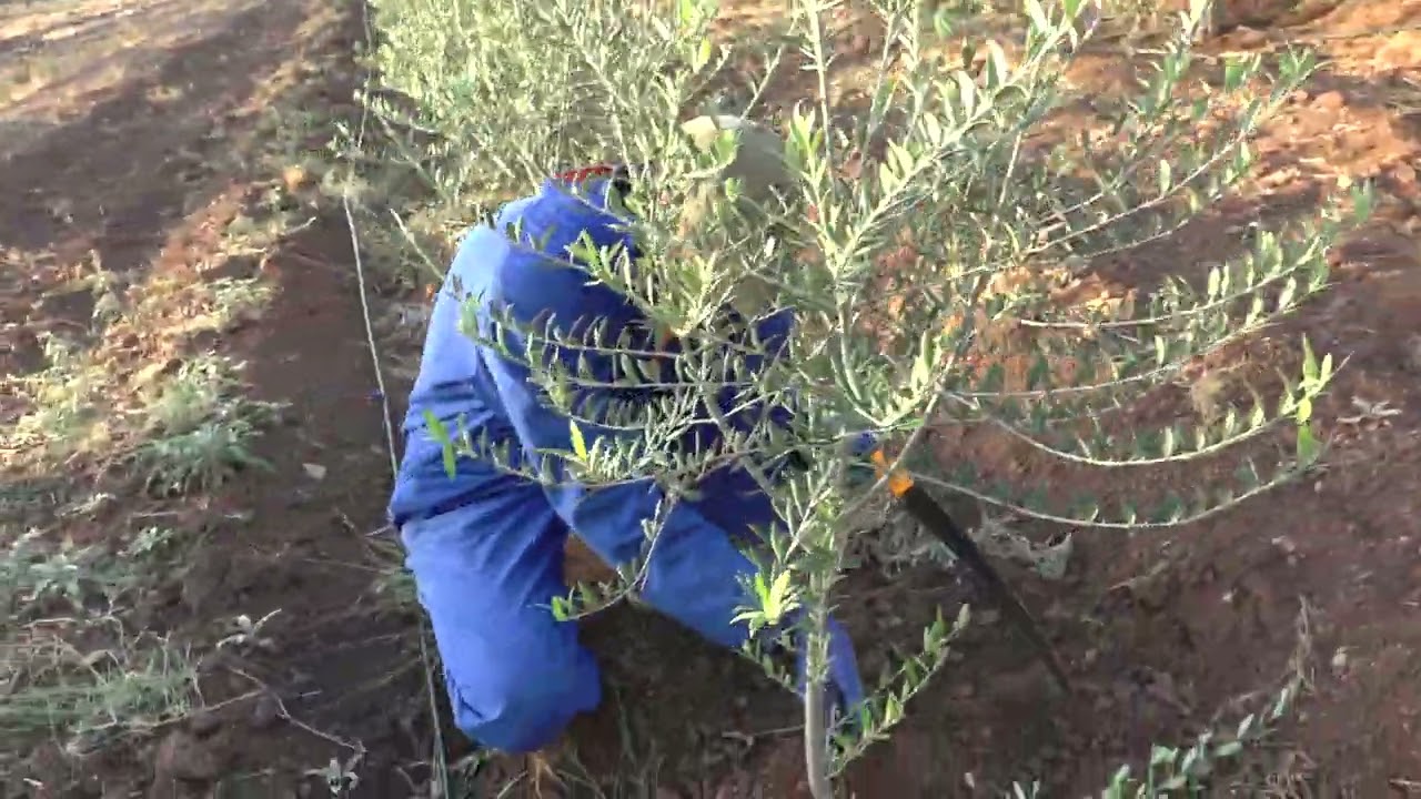 تقليم التكوين لأشجار الاربيكوين بعمر سنة من الفقيه بنصالح