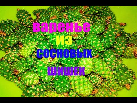 ВАРЕНЬЕ ИЗ ШИШЕК. Приготовление (Рецепт, Польза, Вред)