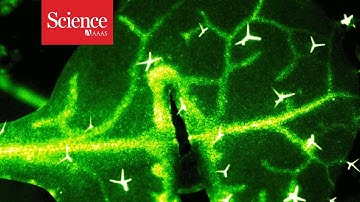 Plants have their own kind of nervous system