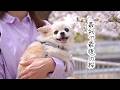 愛犬と最初で最後の桜│美しい四季の景色を１日でも多く見せたい