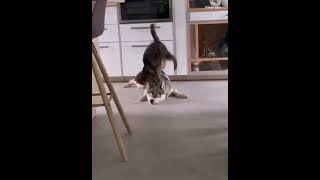 Rakamakafo freestyle! Funniest cats! | Funny and Cute Animals Video Compilation_#shorts