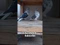 Persian Highflyer Pigeons pair 🔥🔥 #pigeon #kabootarba #kabootar #pigeonlover #kabutar