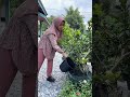 Tanaman berbuah walaupun di tanam dipot #berkebun #gardening #youtubeshorts