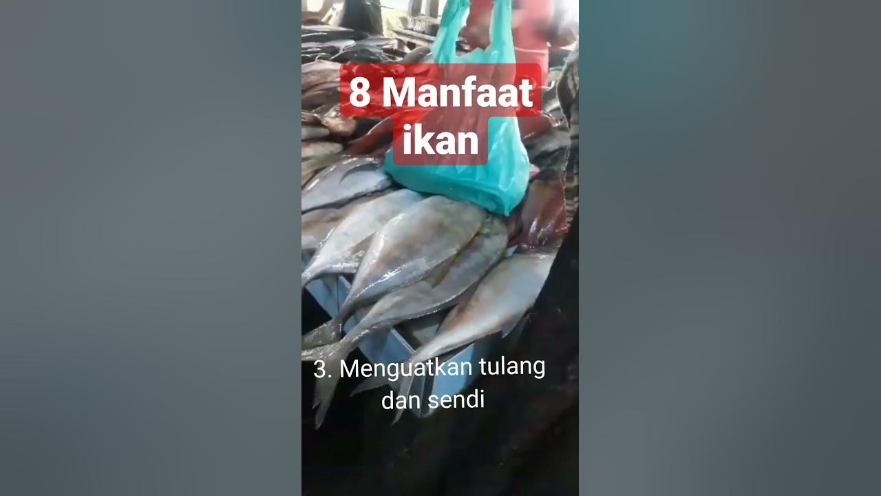 8 manfaat ikan bagi tubuh #shorts #shortvideo #ikan #laut #manfaat #tubuh 8 manfaat ikan bagi tubuh #shorts #shortvideo #ikan #laut #manfaat #tubuh