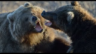 Animal Fights.- Funny Fights - Nature Show.