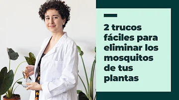 ¿Qué remedio casero mata los mosquitos en las plantas de interior?